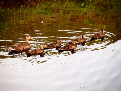 [The five ducklings swim away from the camera just ahead of their mom. ]